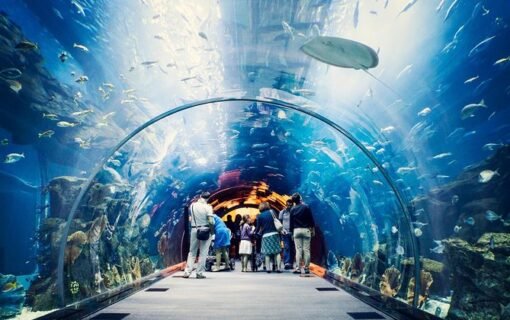 Everything you need to know about Dubai Aquarium & Underwater Zoo