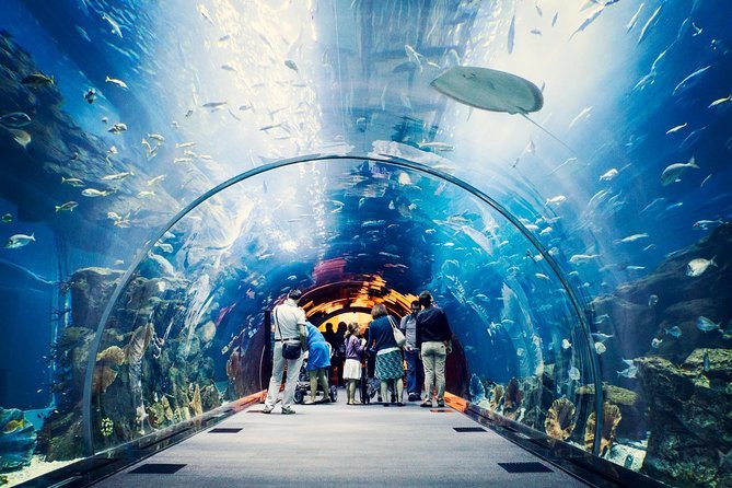 Everything you need to know about Dubai Aquarium & Underwater Zoo